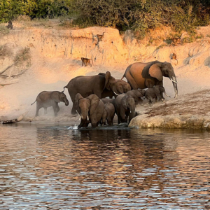 Badetag bei den Elefanten Mission Afrika - Badetag bei den Elefanten