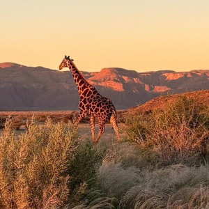 Eine Giraffe geht ihren Weg Mission Afrika - Eine Giraffe geht ihren Weg