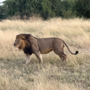 Ein Löwe ignoriert diese verrückten Touristen Mission Afrika – Namibia Safari – Ein Löwe ignoriert diese verrückten Touristen